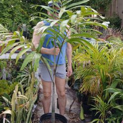 Carpenteria Palm Large 6 Ft Landscape Plant Potted Plant
