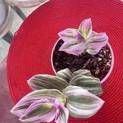 Pink Purple Tradescantia Indoor Plant