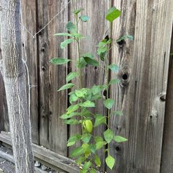 Organic Healthy and well established Tulsi Plant
