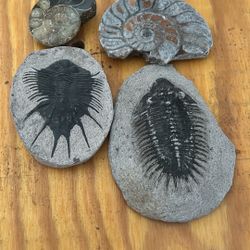 Fossils (four) Tribolites/Ammonites