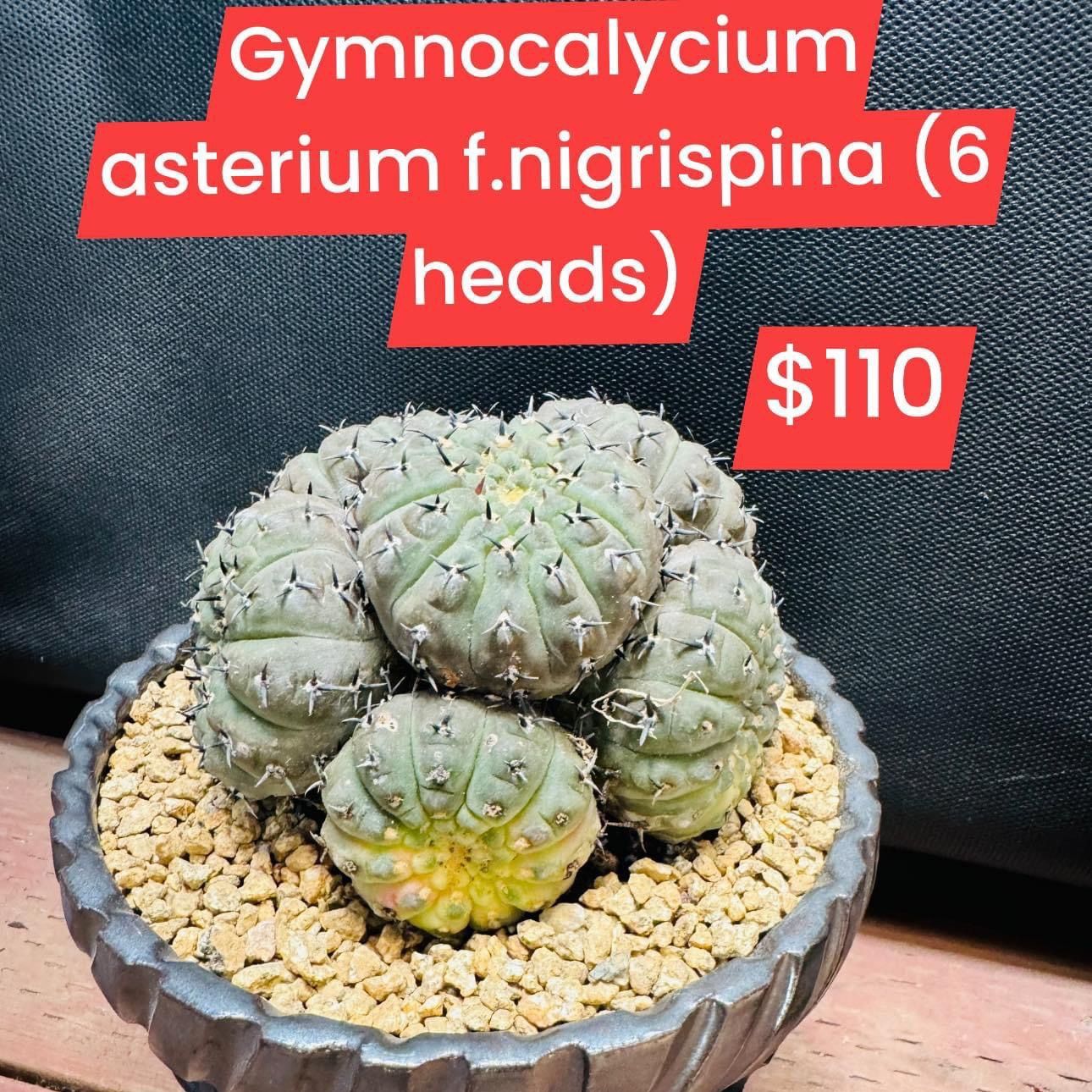 Gymnocalycium asterium f.nigrispina (6 heads) Plant for Sale in Garden  Grove, CA - OfferUp