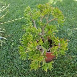 Potted Plant