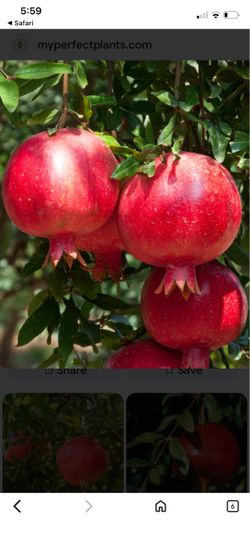 Pomegranates ready to eat in a cup