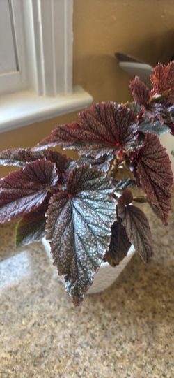 Pink dot begonia