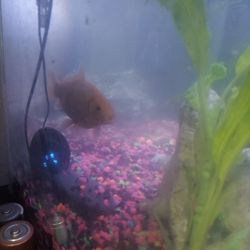 Fish Tank And Fish