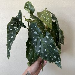 Faux Plant