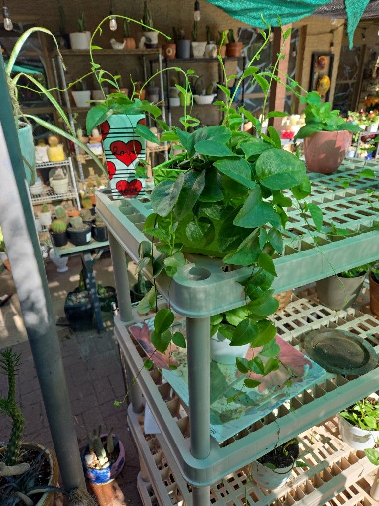 Insulin Vining Plant In 7in Ceramic Pot 