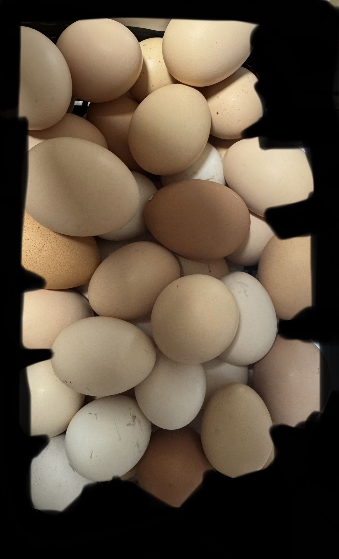 Fresh Organic Eggs