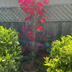 Red Bougainvillea-Bugambilia Plant With Clay Pot 