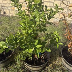 Mandarin plant With Pot