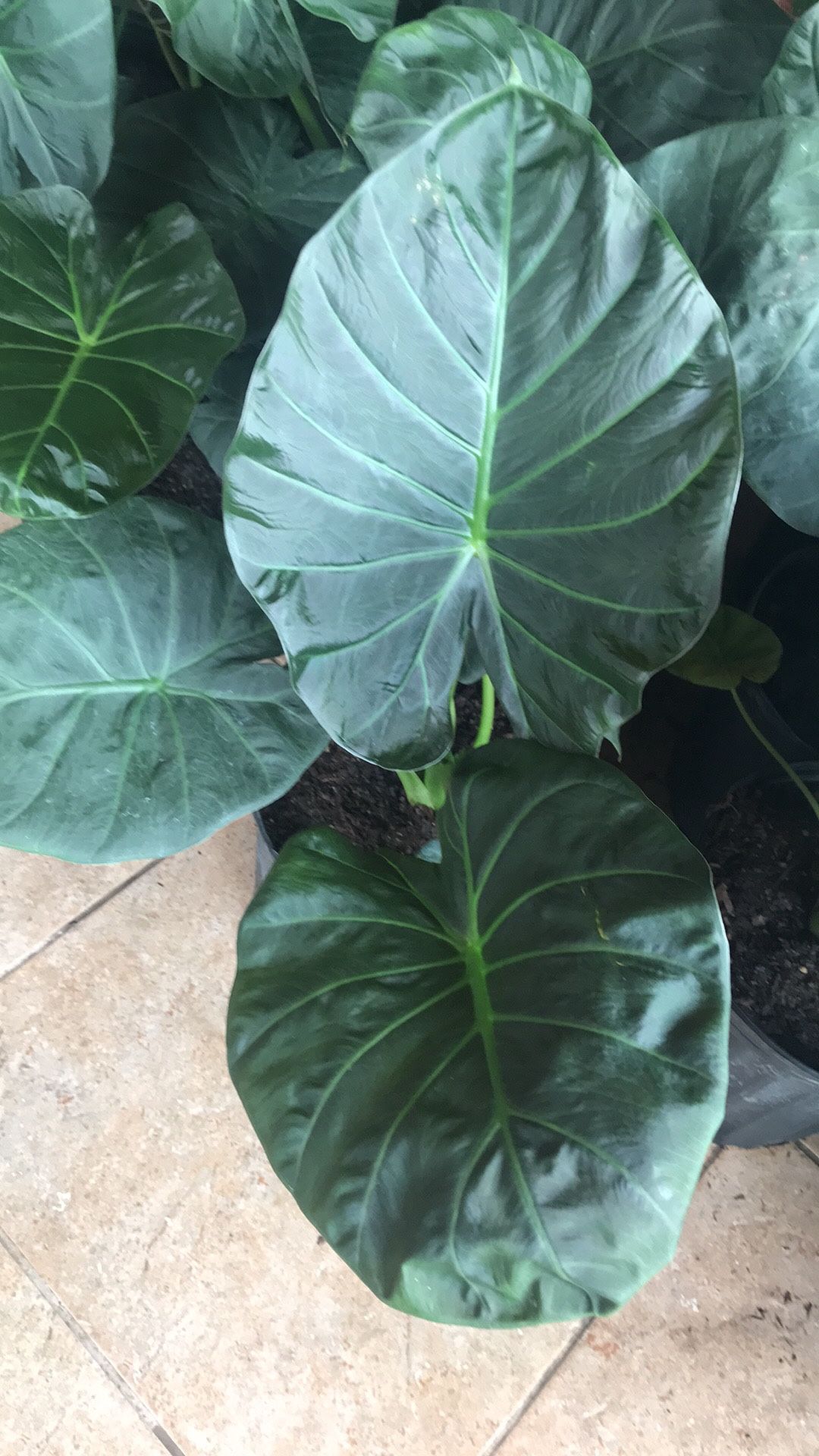 Hermosa Planta De Alocasia !