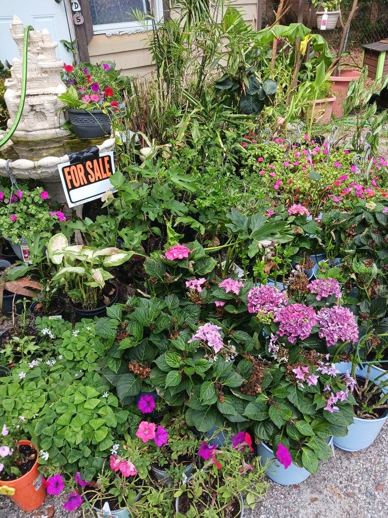 Variety Of Plants And Flowers