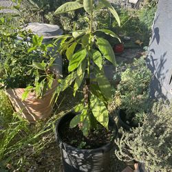 Lula Avocado Tree Live Outside  Size 50-55 Inch 