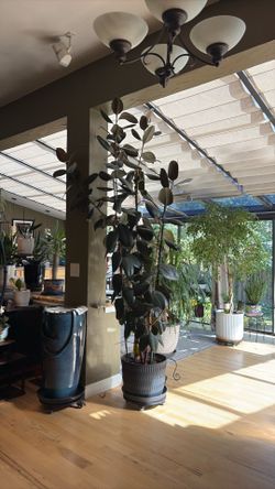LARGE 8ft Rubber Tree