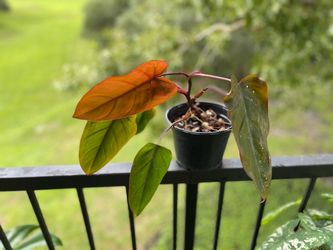 Philodendron Dark Lord