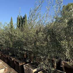 Wilsonii Olive Trees