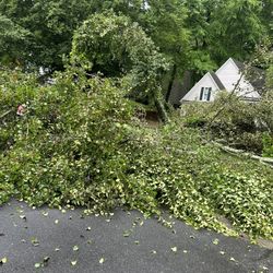 We Do Tree Remove Around Charlotte Tex For More Information 