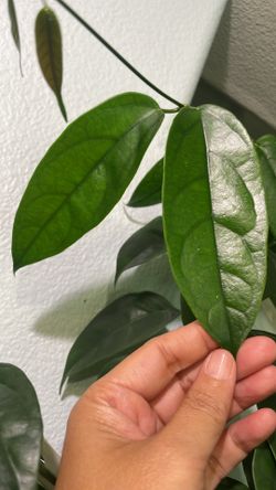 Hoya Halconensis