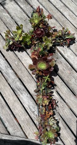 Living succulent crosses