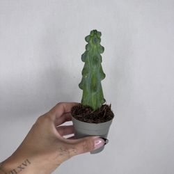 Boobie Cactus Plant 