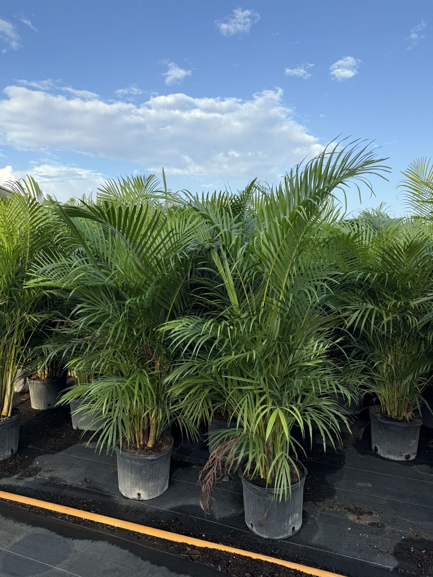 Areca Palms