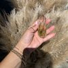EandE Plants and Crystals 