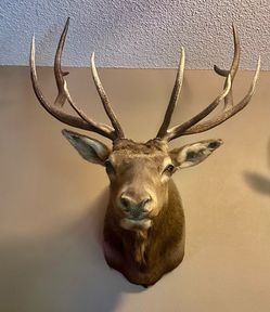 Elk shoulder mount