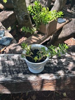 Plant