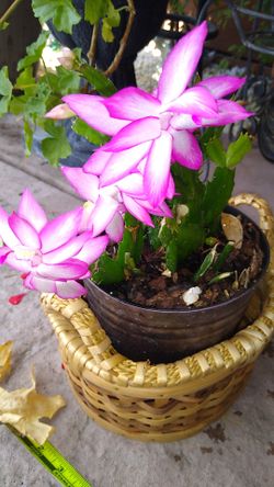 Christmas cactus