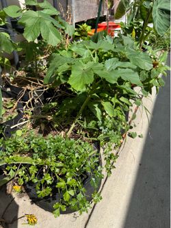 Established Okra Plant + Parsley in 5 gallon Grow Bag