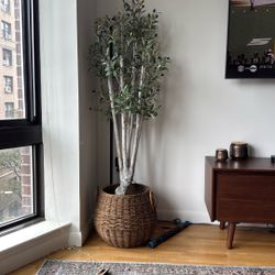 Fake Olive Tree