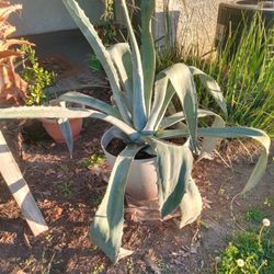 2 Mature Agave Plants