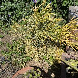 Fire Stick Succulent