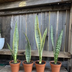 Indoor Mother-in-Law or Snake Plant