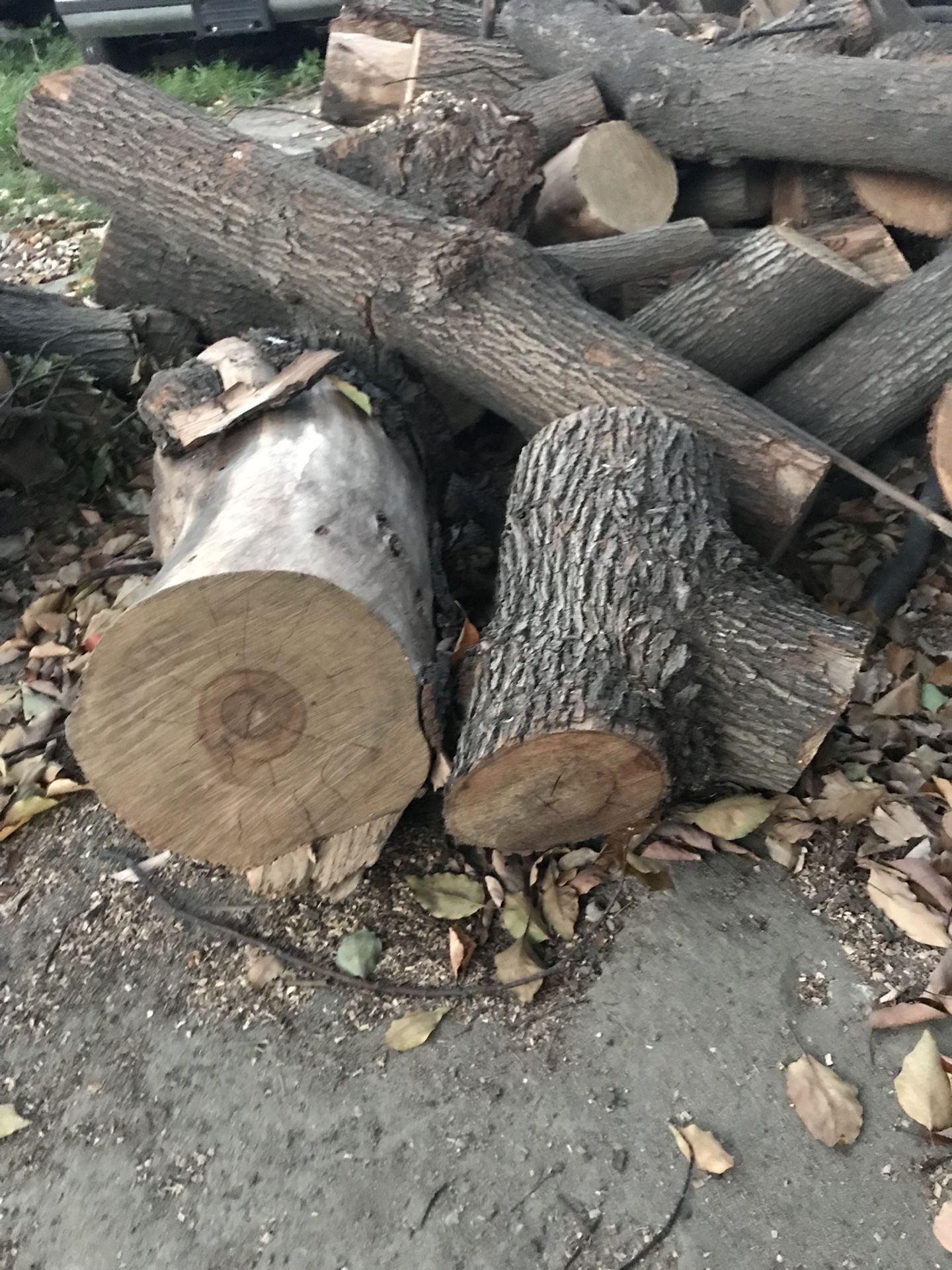 Wood tree stumps