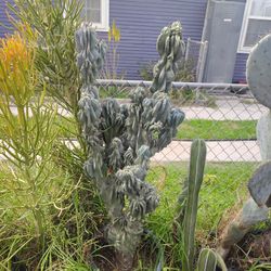 Monstroses Apple Cactus Plant