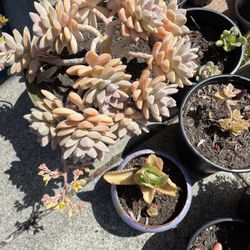 Succulents Sale $1 To $10
