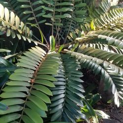Cardboard Palm(Zambia Furacea)