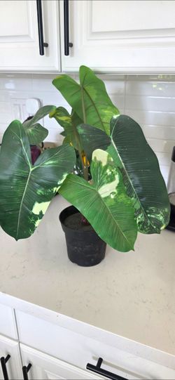 🌿 IKEA Faux Philodendron Burle Marx Style Plant 🌿