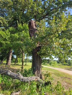 Free Oak Firewood