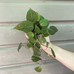 4” micans philodendron 
