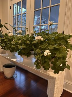 Potted Geraniums Large Size