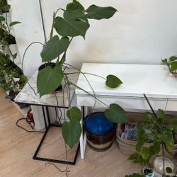 Monstera In 6.5 Inches Pot With Pothos