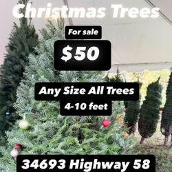 $50 Christmas Trees cut fresh a local family farm, ready to go $50 any size 4-9 feet