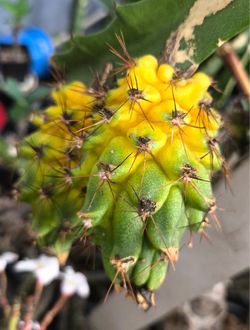 Dragon fruit