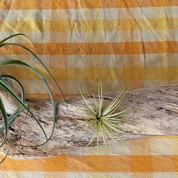 AiR pLaNT AnD Driftwood 
