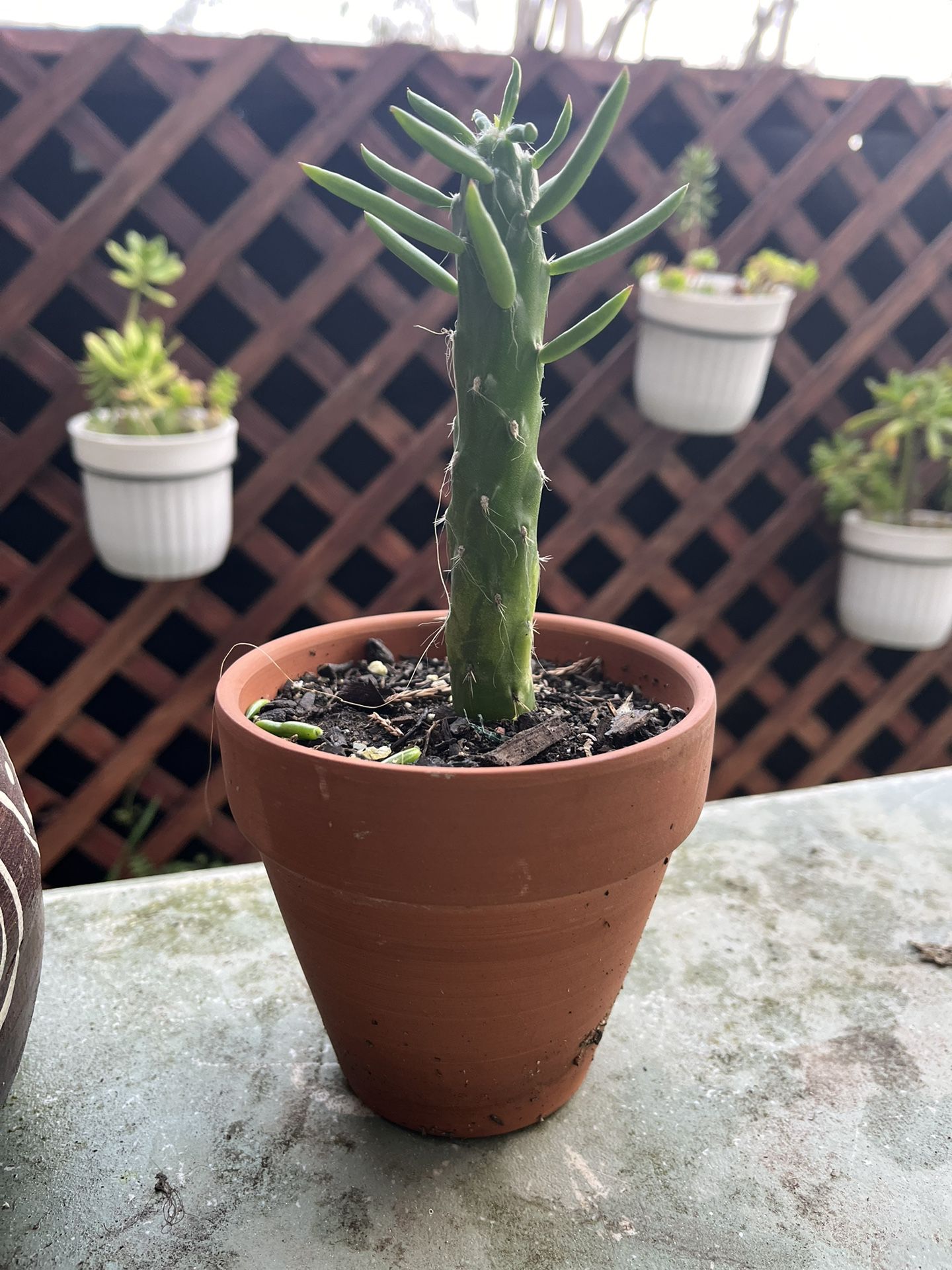 Mini Cactus in Pots