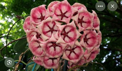 6” hoya archiboldiana ( first pic is example )