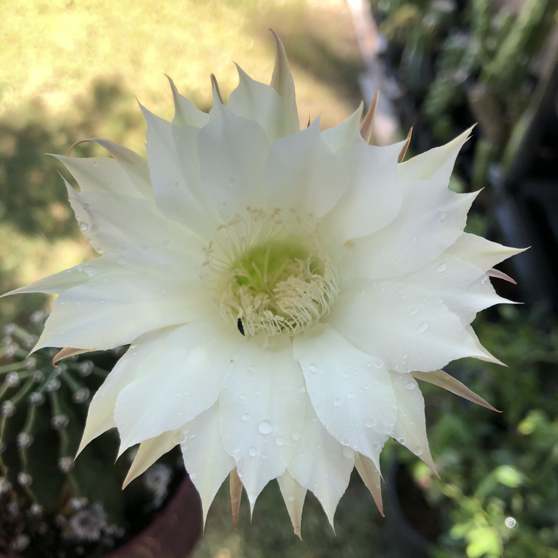 Cactus Plant Echinopsis Easter Lily Succulent