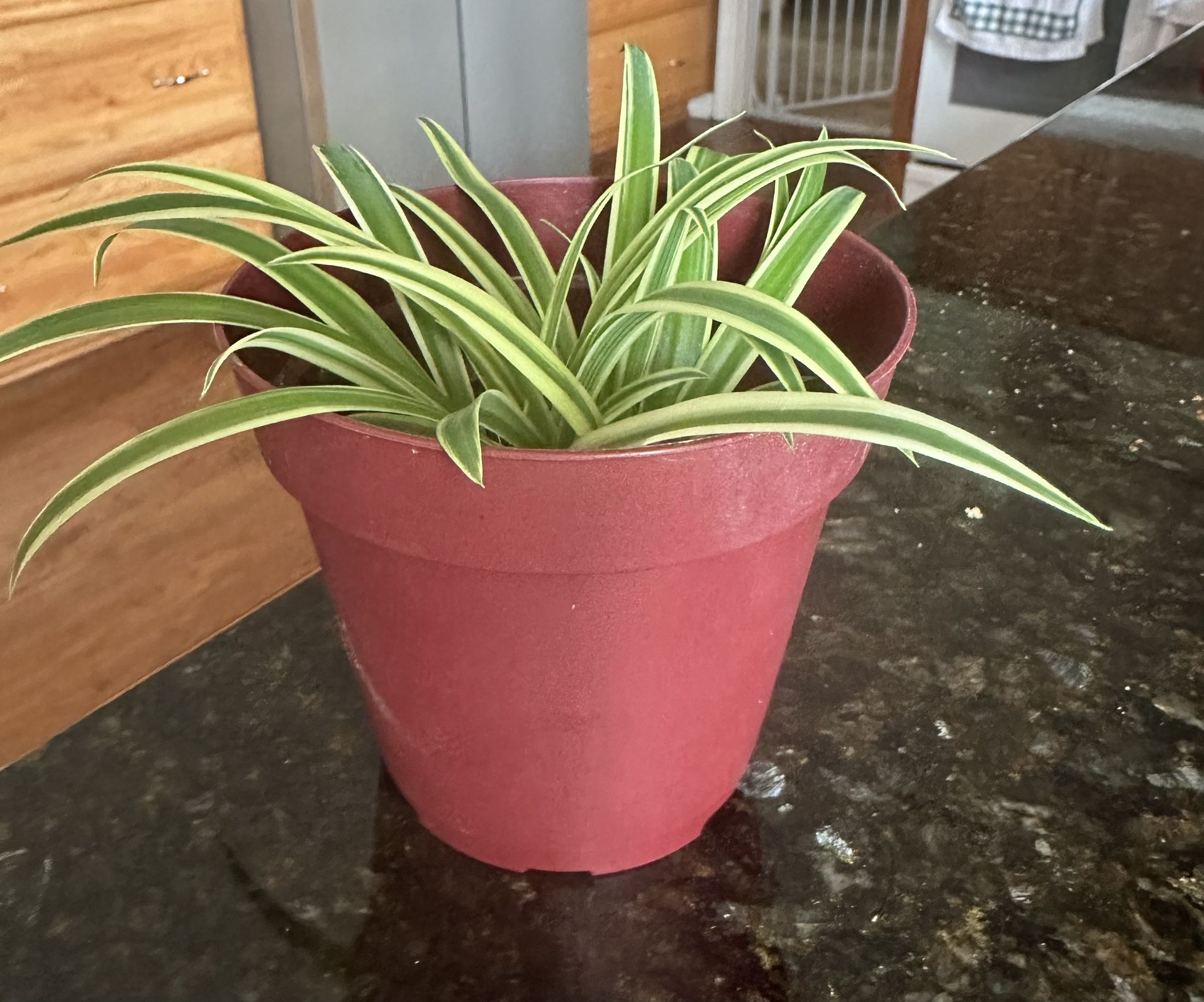 Spider Plant